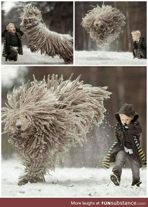 Just a boy and his Komondor