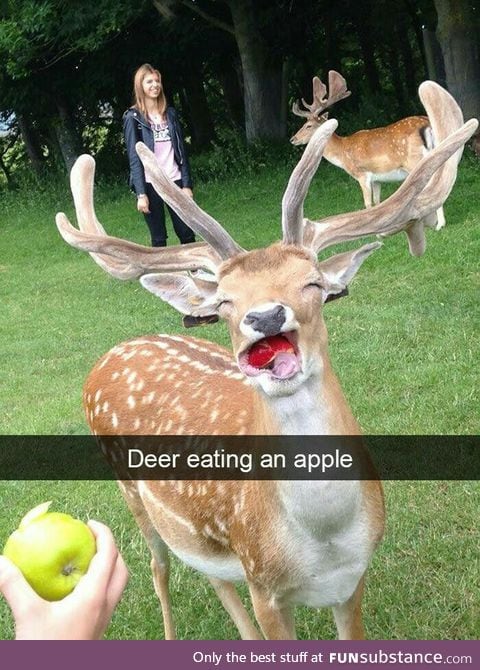 Apple a day, Deer Everyday