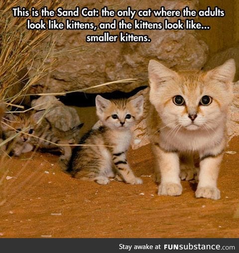 Sand cat