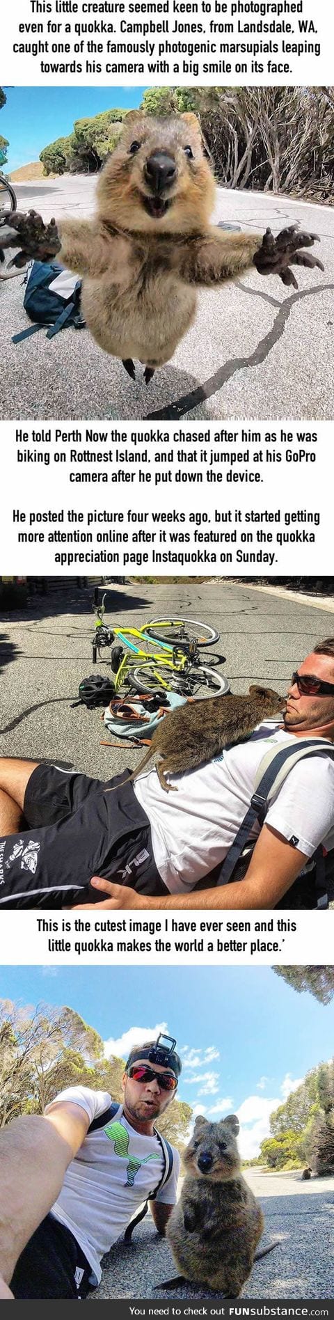 Adorable moment a quokka leaps towards a tourist's camera