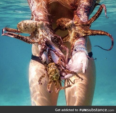 Octopus whisperer