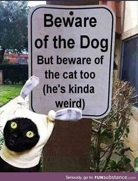 Beware of Cat