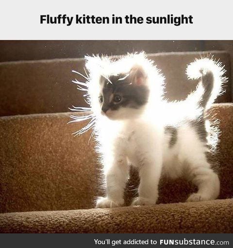 The Celestial Fluffball