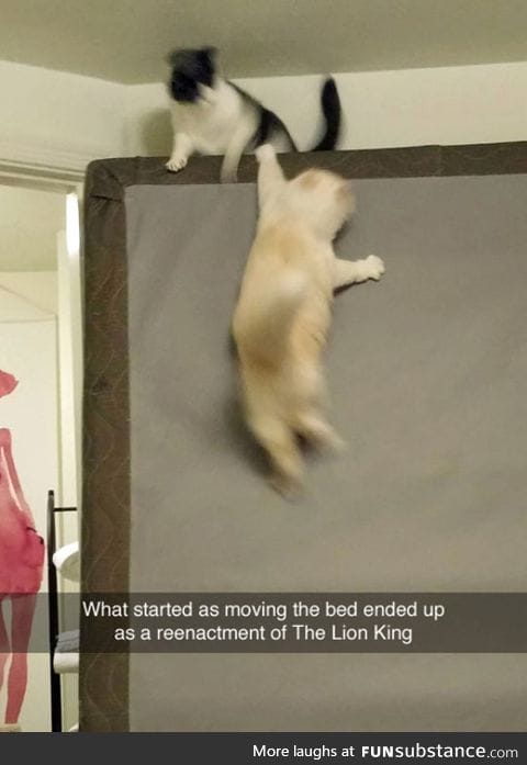 Lion king reenactment