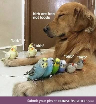 Don't hurt them birbs, frend