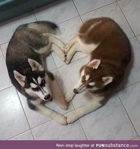 Husky love