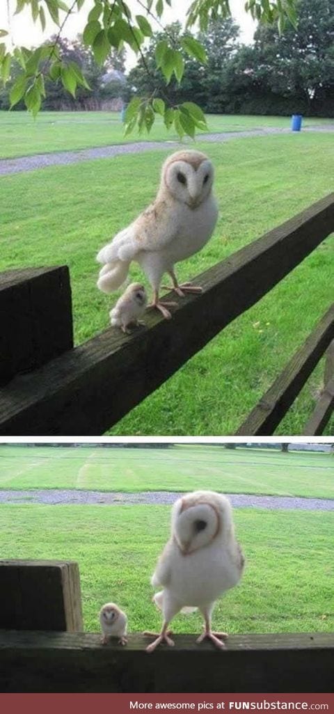 A baby owl and his mamma