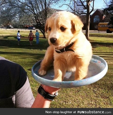 G O O D B O Y E does a heckin good frisbee