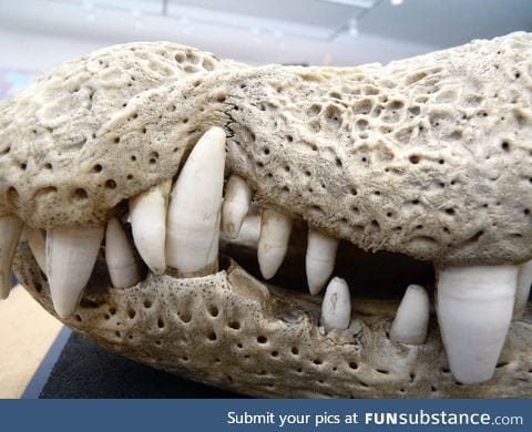 Crocodile skull