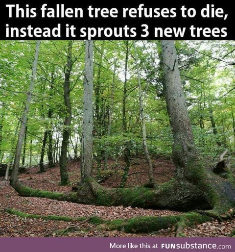 Hemlocks do this a lot, they're called "nurse logs"