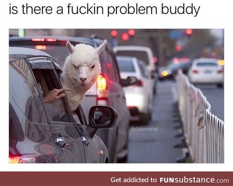 'Use your damn blinker Jerry!'