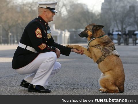 veteran pupper gets vvvvvvvvvvv big honor for saving heckin many hoomans from bamboozle