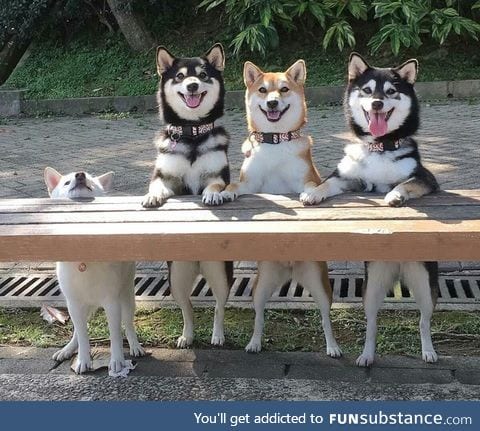 pupper on left does a VV Gud Try, All are VVvVvVvvv Goode BOYES!