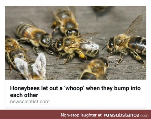 Don't mind me, I'm just a bumbling bee