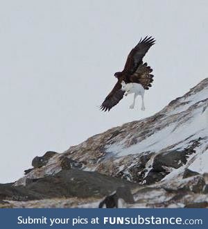 Golden Eagle catches a hare