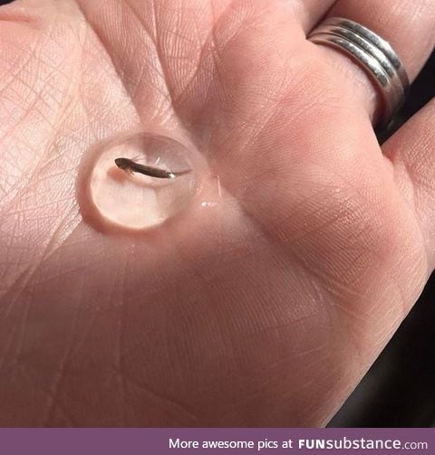 A tiny axolotl, also known as the Mexican Salamander