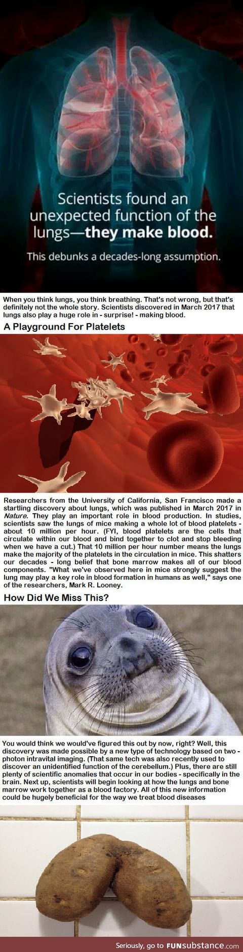 Surprise! Lungs actually make blood