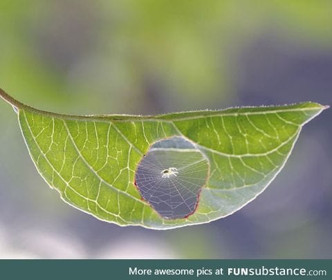 This leaf has been properly mended