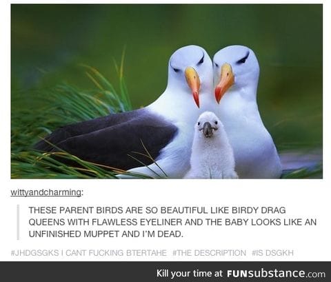 baby birds are weird