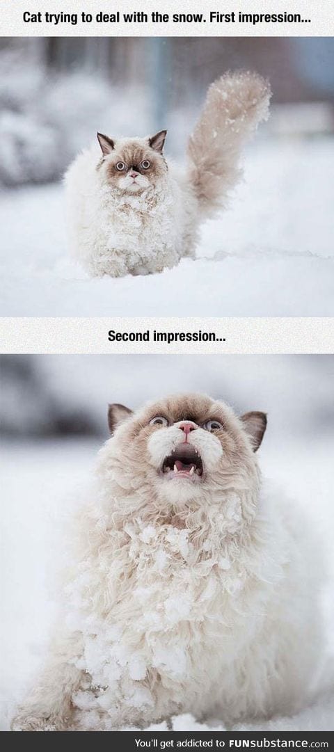 Cat vs. Snow