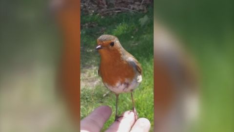 Mom Brought To Tears When Wild Bird Comforts Her While Visiting Son's Grave