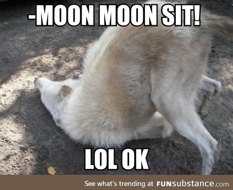 Remember moon moon?