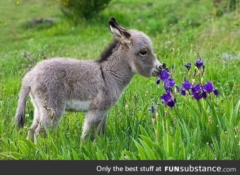 Miniature donkey