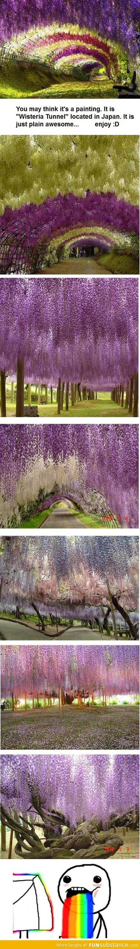 Tree tunnel