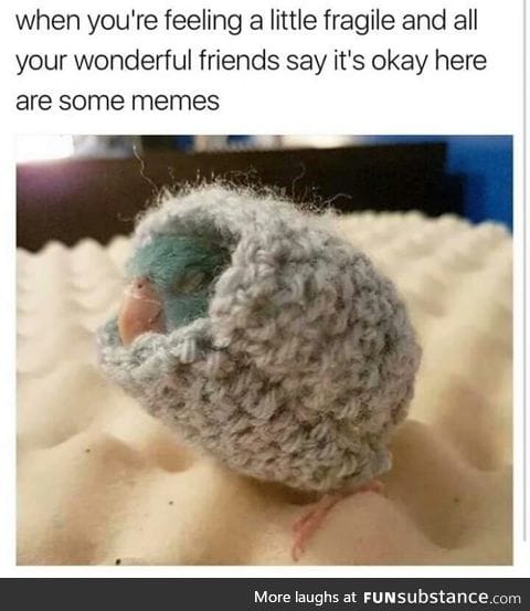 You turn into a smol birb