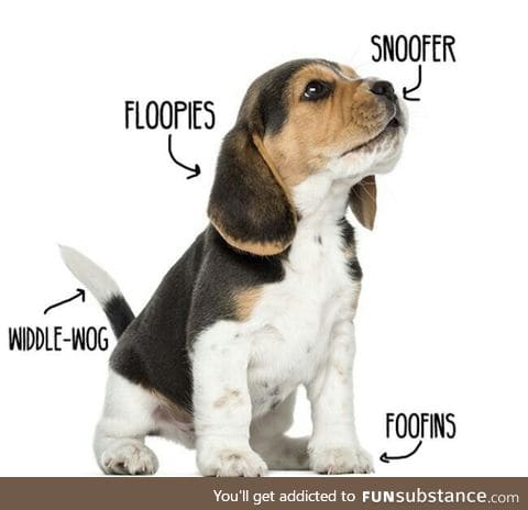 Anatomy of a pupper