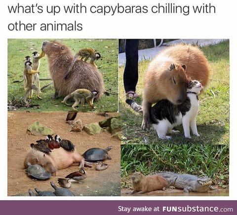 Capybaras are so cute