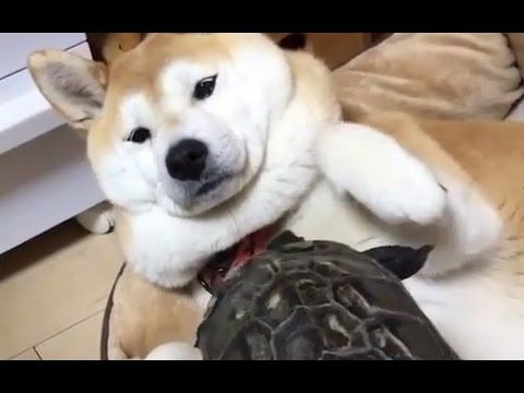 Poor shibe