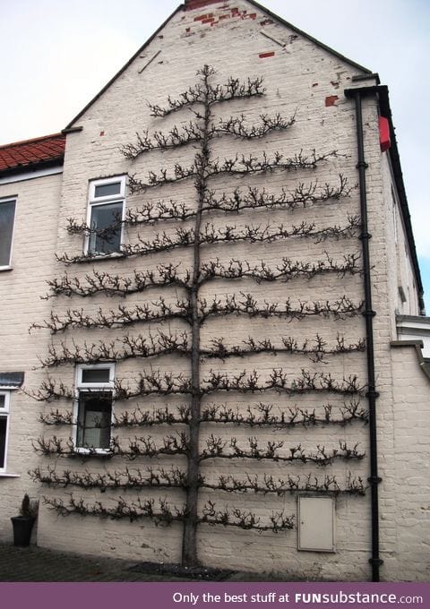 An espaliered fruit tree