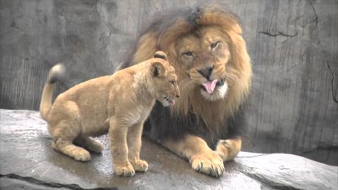 Lion cubs are so cute