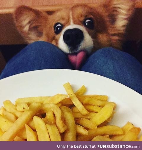 Doggo does a hunger