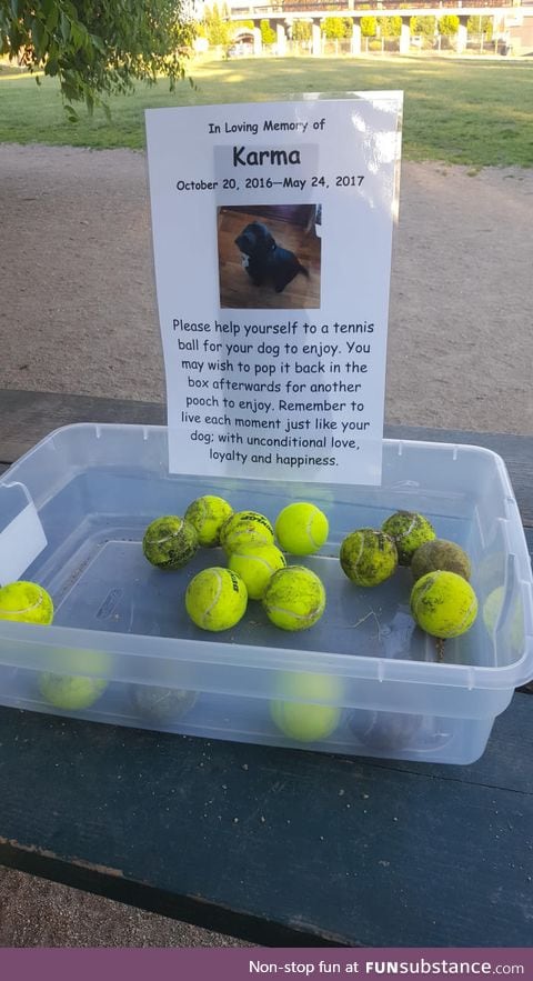 At my local dog park today