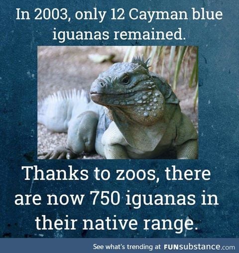 I <3 iguanas