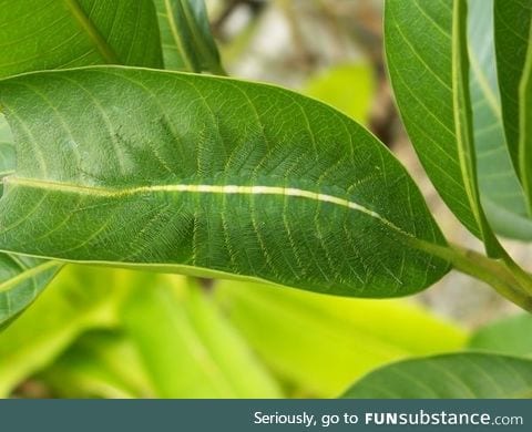 Camouflage of the Baron Caterpillar