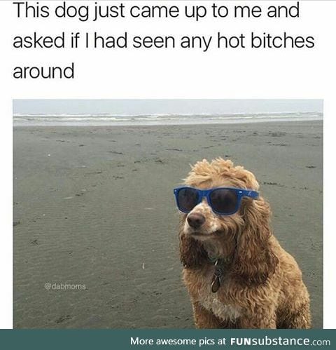 A doggo needs his b*tches