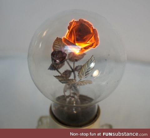 The filament of this 80 year old light bulb is a rose