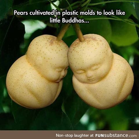 Buddha pears