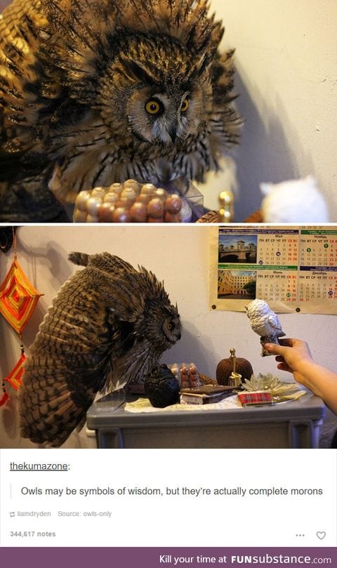 The owl tries its best