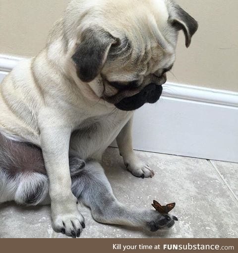 Flutterby does pupper a bamboozle