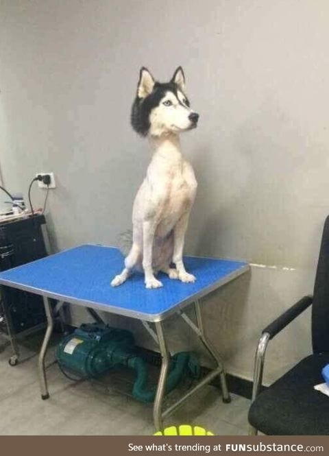 What does a shaved Husky look like?