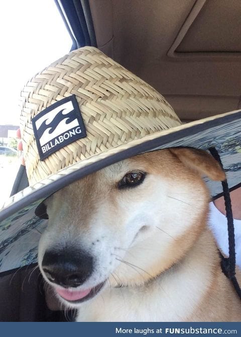 "wot in tarnation," rite friendos? its too hot in c a l i f u r n i a