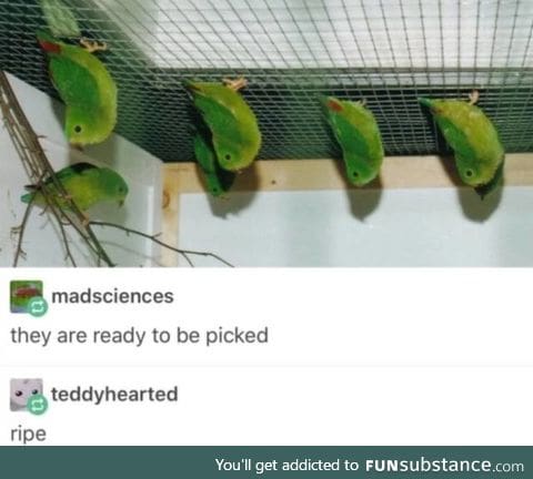 Ripe birbs