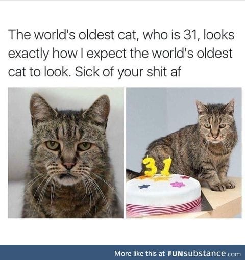 World oldest cat