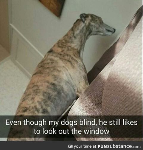 Blind dog