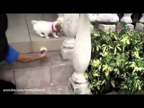 Super cute puppies using the stairs