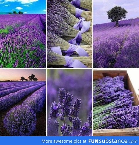 lavender field